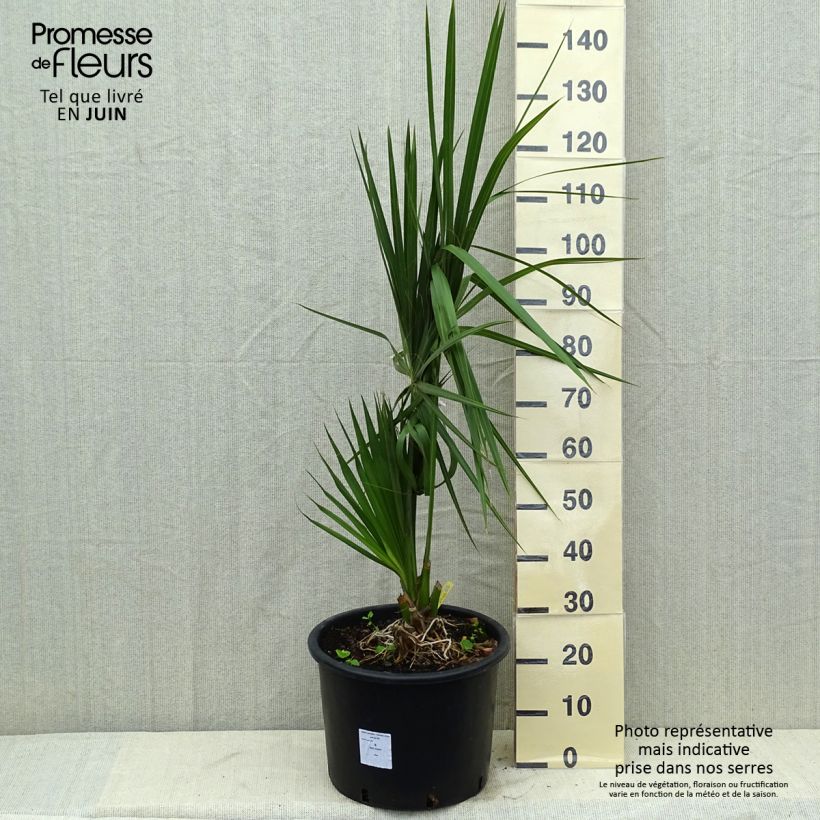 Spécimen de Sabal palmetto - Palmier chou pot de 25L tel que livré au printemps