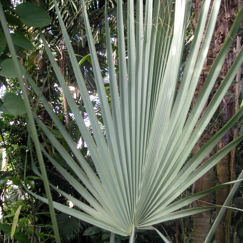 Sabal uresana - Palmier sabal bleu (Feuillage)