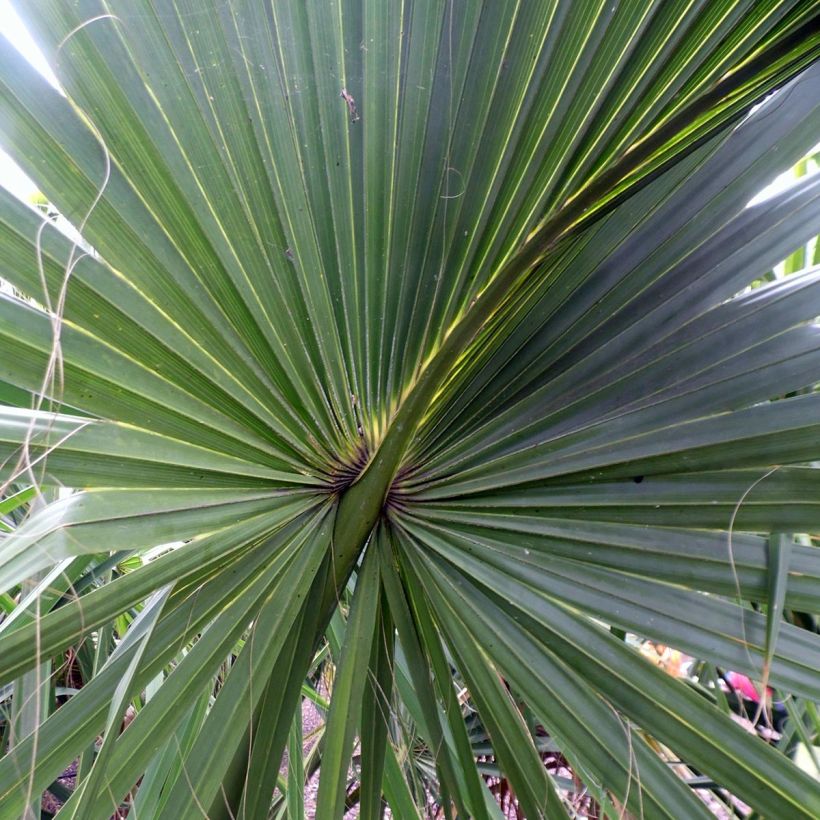 Sabal yapa - Palmier éventail du Yucatan (Feuillage)