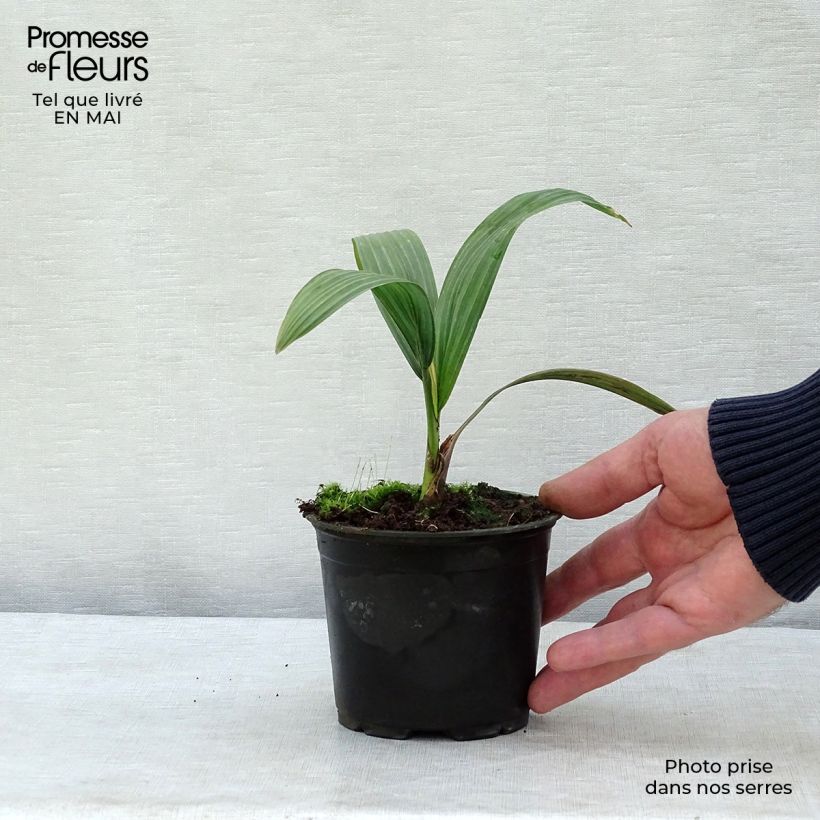 Spécimen de Sabal yapa - Palmier éventail du Yucatan Pot de 12 cm tel que livré au printemps