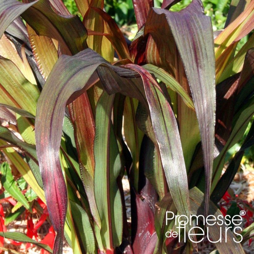 Saccharum officinarum violaceum - Canne à sucre pourpre (Feuillage)