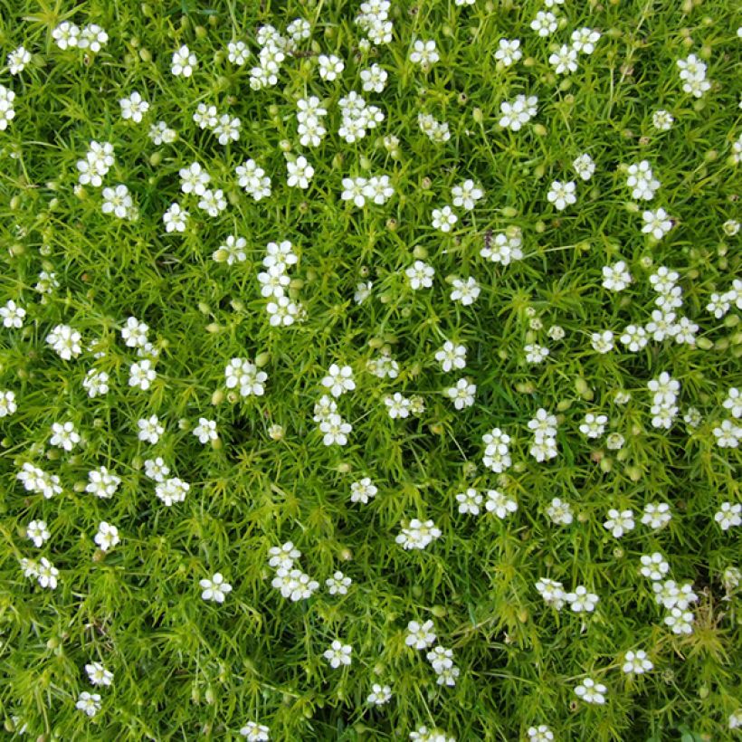 Sagina subulata - Sagine subulée (Floraison)