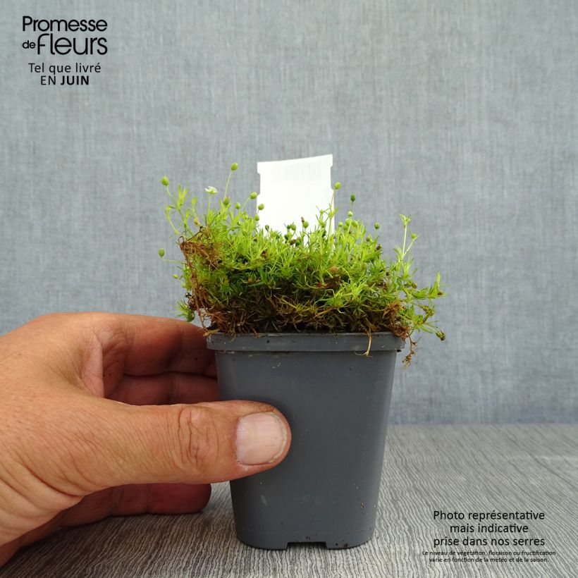 Spécimen de Sagina subulata Aurea - Sagine subulée dorée Godet de 8/9 cm tel que livré en été