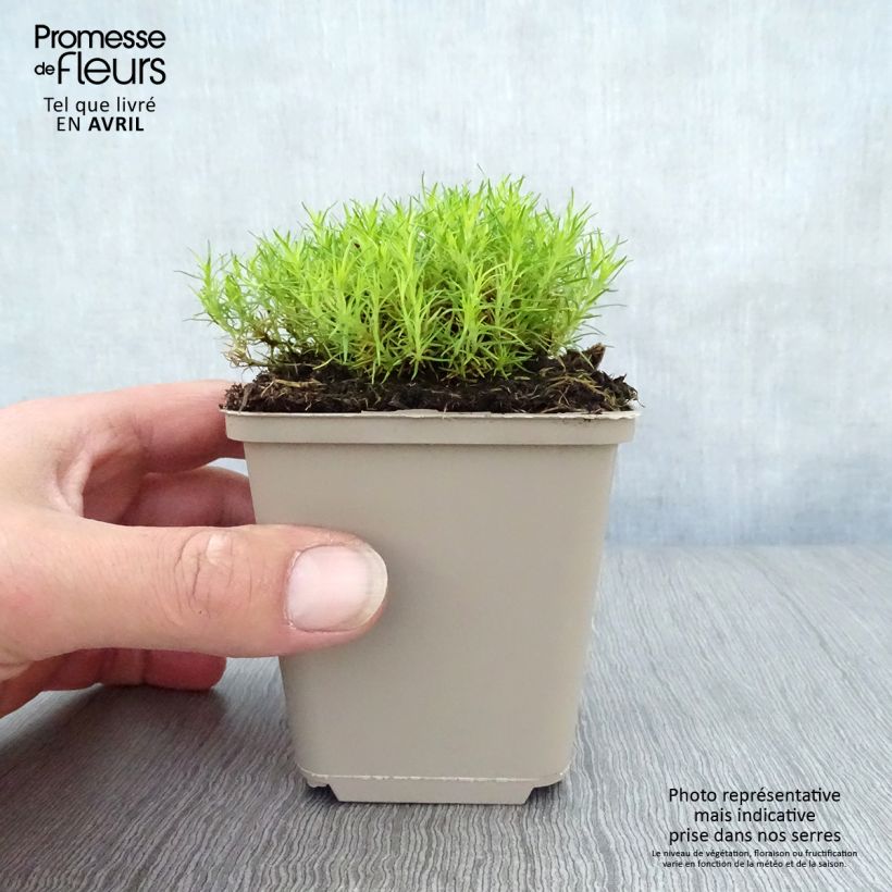 Spécimen de Sagina subulata Aurea - Sagine subulée dorée Godet de 9cm tel que livré au printemps