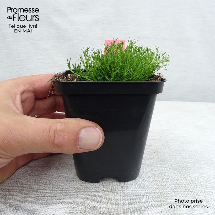 Spécimen de Sagina subulata - Sagine subulée Godet de 9cm tel que livré au printemps