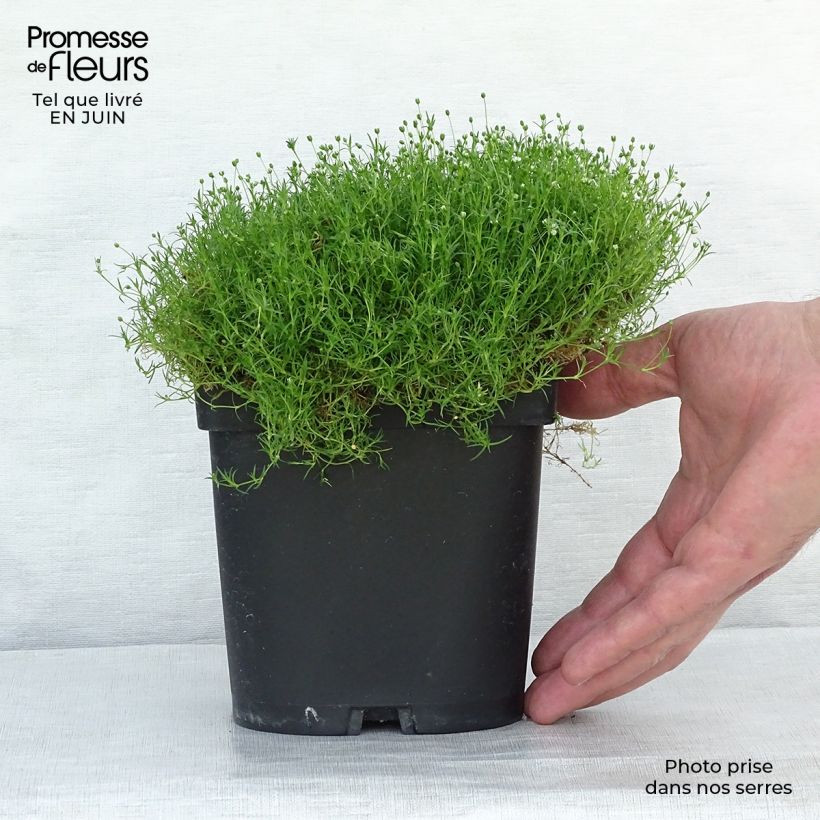 Spécimen de Sagina subulata - Sagine subulée Godet de 8/9 cm tel que livré en été
