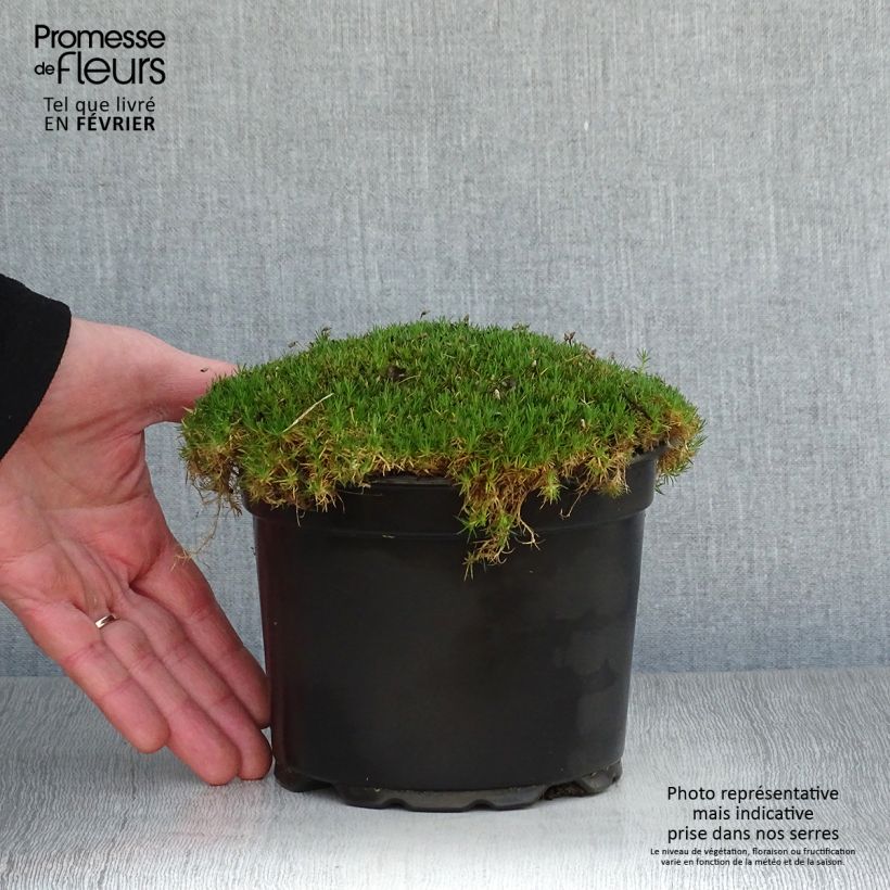 Spécimen de Sagina subulata - Sagine subulée Pot de 2L/3L tel que livré en hiver
