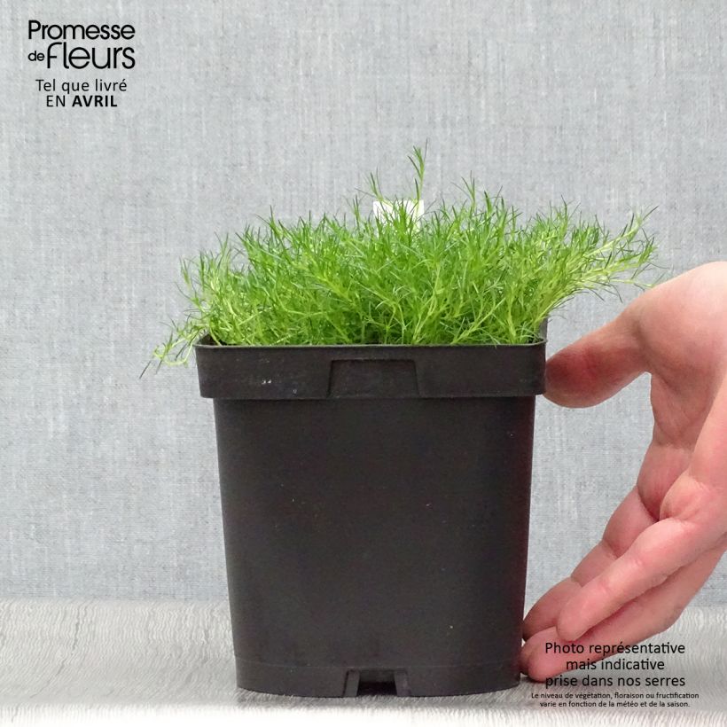 Spécimen de Sagina subulata - Sagine subulée Pot de 2/3 L tel que livré au printemps