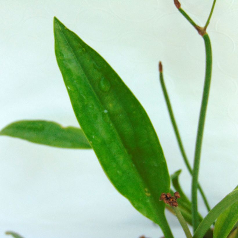 Sagittaire - Sagittaria sagittifolia Flore Pleno (Feuillage)