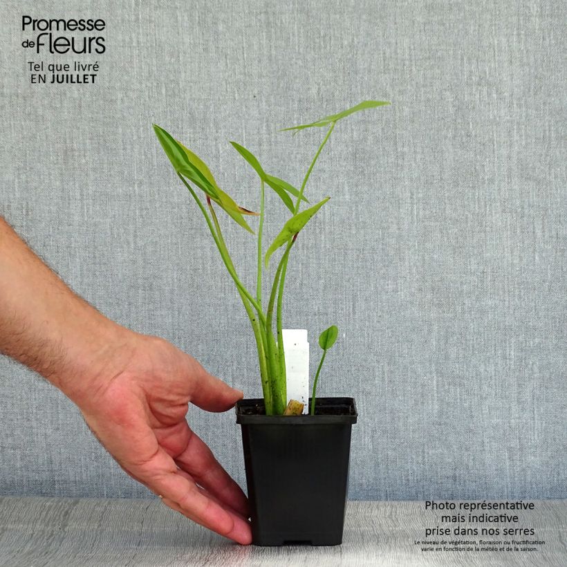 Spécimen de Sagittaire - Sagittaria sagittifolia Flore Pleno Godet de 8/9 cm tel que livré en été