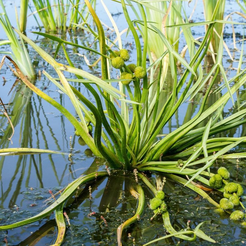 Sagittaria sagittifolia - Flèche d'eau (Feuillage)
