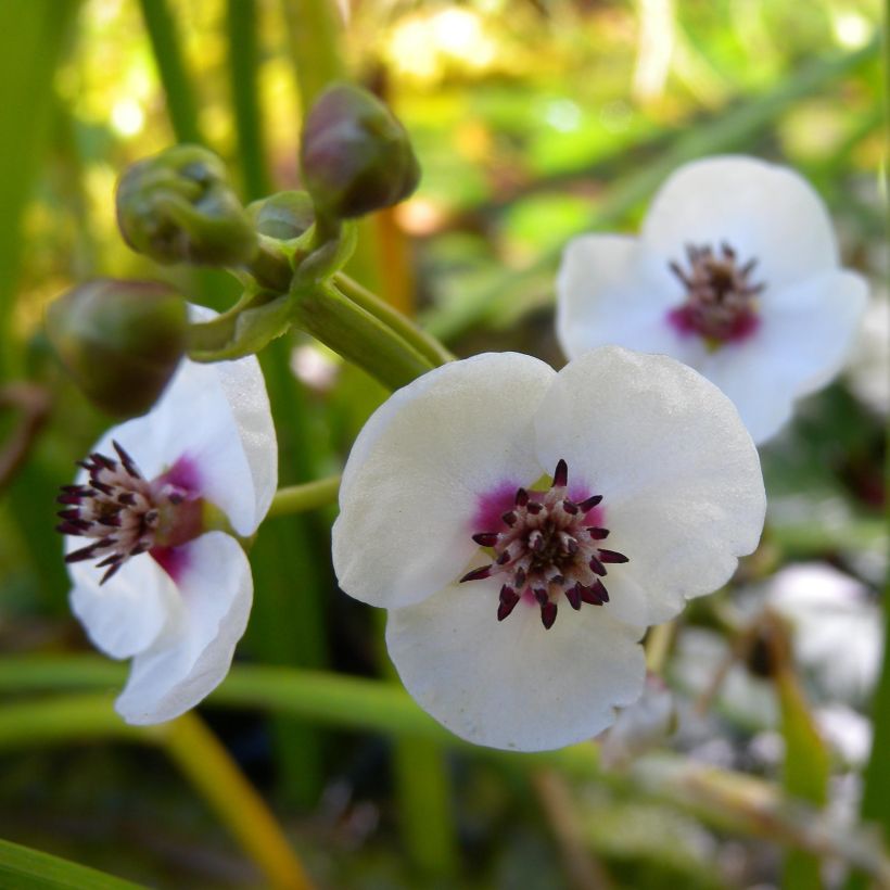 Sagittaria sagittifolia - Flèche d'eau (Floraison)