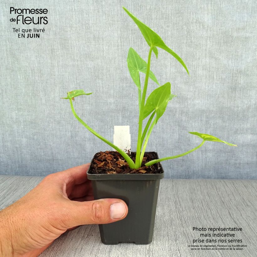 Spécimen de Sagittaria sagittifolia - Flèche d'eau tel que livré en ete