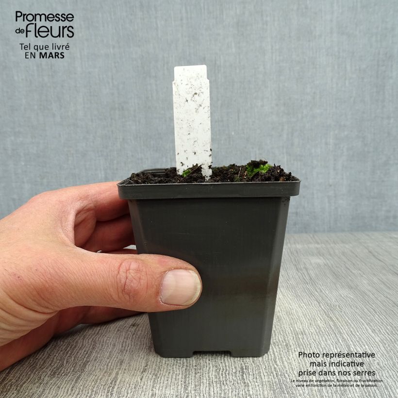 Spécimen de Sagittaria sagittifolia - Flèche d'eau Godet de 9cm tel que livré au printemps