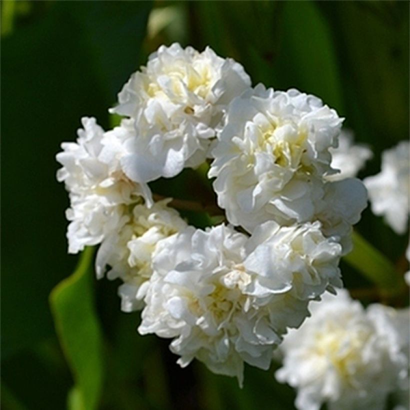 Sagittaire - Sagittaria sagittifolia Flore Pleno (Floraison)