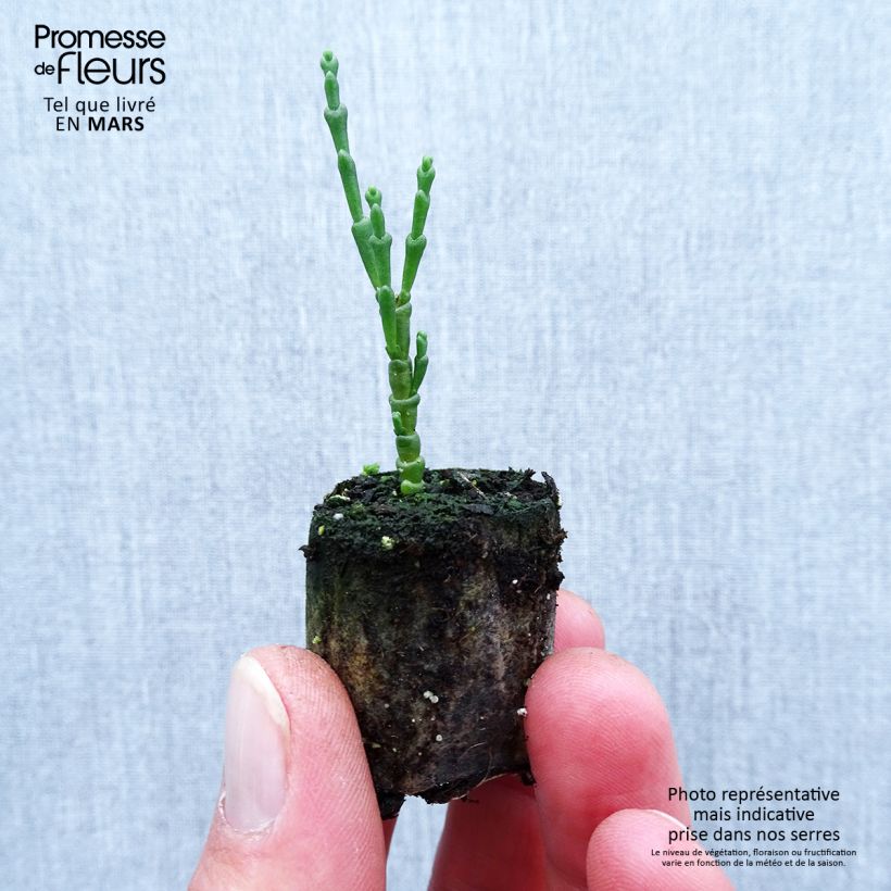 Spécimen de Salicorne d'Europe, Cornichon de mer - Salicornia europaea Mini-motte Ø 1,5/2,5 cm tel que livré au printemps