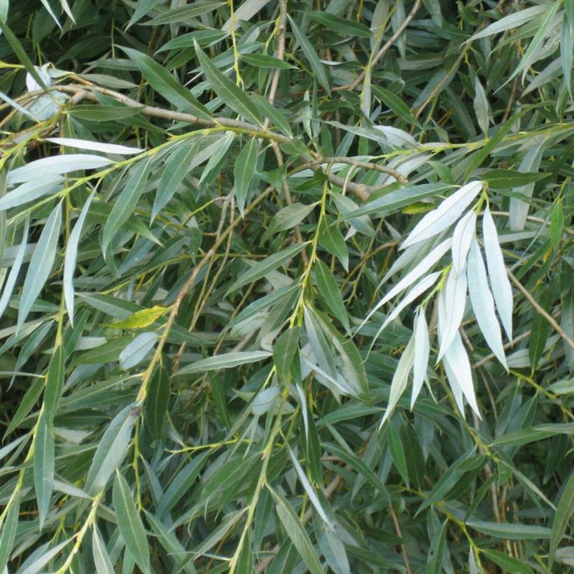 Salix alba - Saule blanc, argenté (Feuillage)
