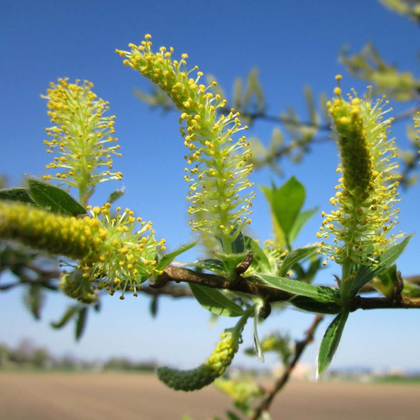 Salix alba - Saule blanc, argenté (Floraison)