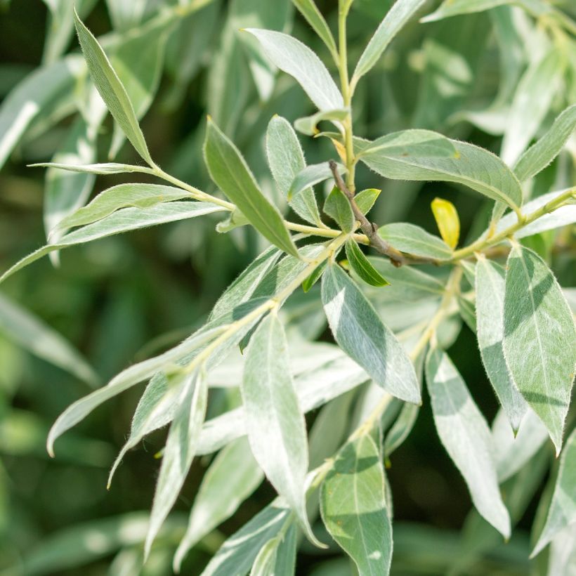 Salix alba Liempde - Saule blanc, argenté (Feuillage)