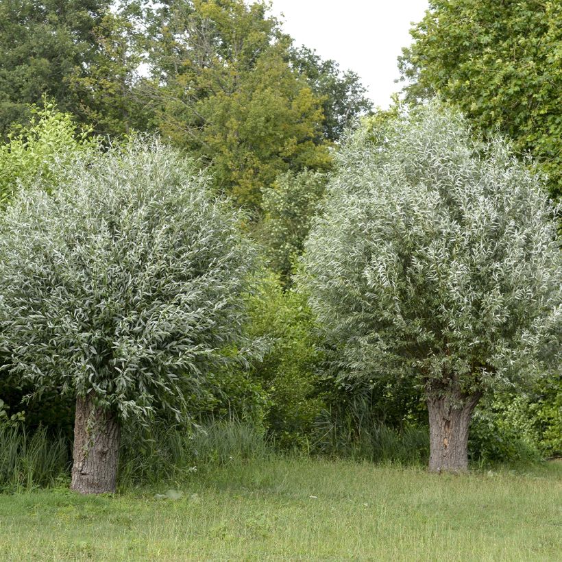 Salix alba Liempde - Saule blanc, argenté (Port)