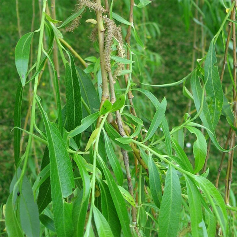 Saule pleureur - Salix alba Tristis (Feuillage)