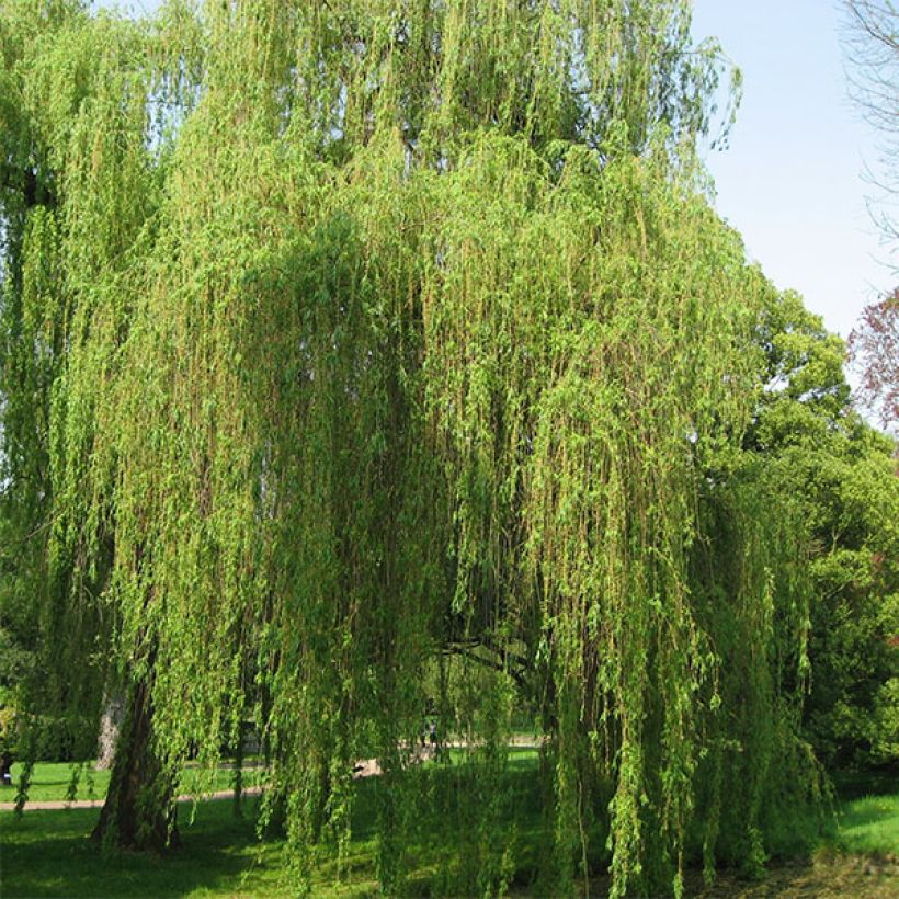 Saule pleureur - Salix alba Tristis (Port)