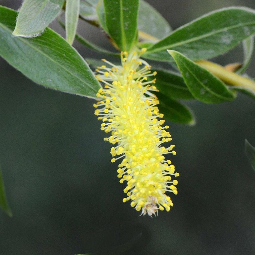 Salix alba Vitellina - Saule doré, amarine (Floraison)