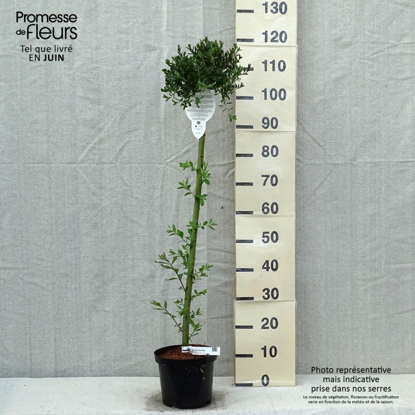 Spécimen de Salix artica Yalta - Saule arctique Pot de 4L tel que livré au printemps
