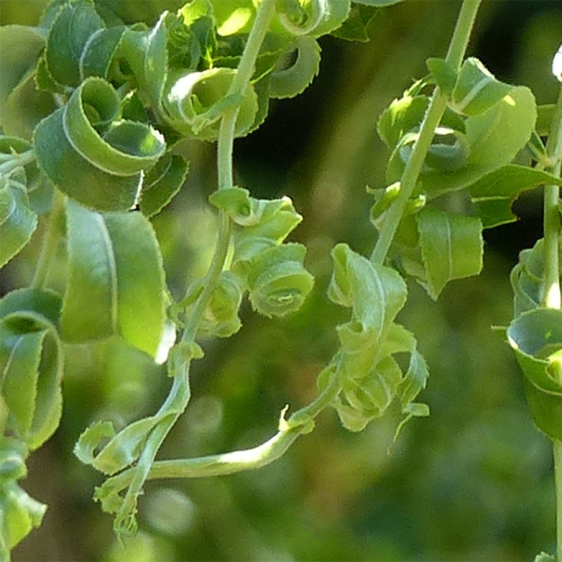 Salix babylonica Crispa (Feuillage)