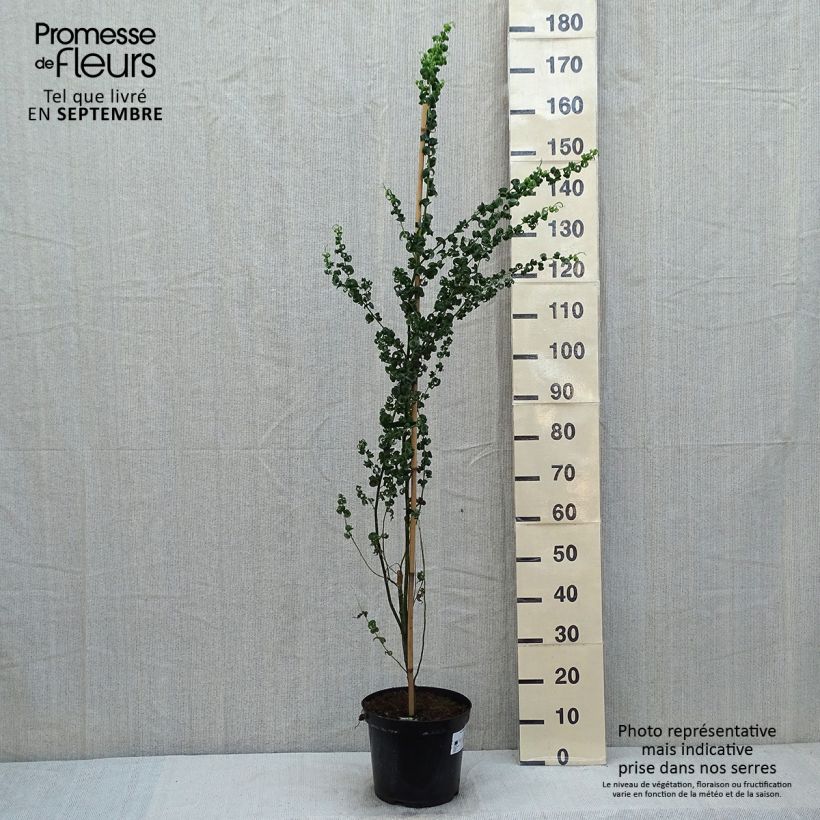 Example of Salix babylonica Crispa as you get in ete
