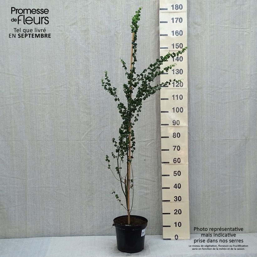 Spécimen de Salix babylonica Crispa Pot de 7,5L/10L tel que livré en été
