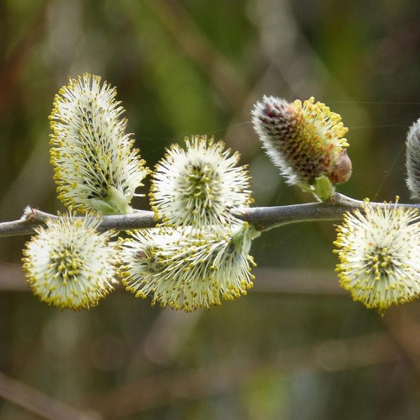 Salix caprea - Saule marsault (Floraison)