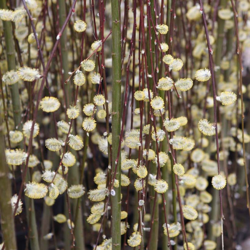 Salix caprea Kilmarnock - Saule marsault pleureur. (Floraison)