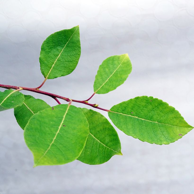 Salix caprea Kilmarnock - Saule marsault pleureur. (Feuillage)