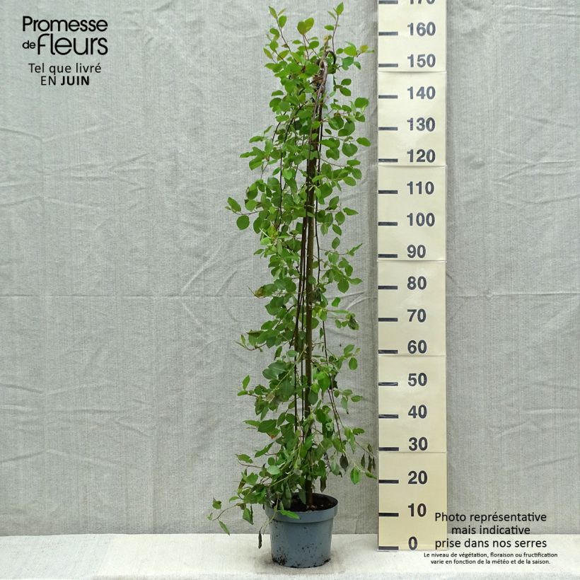 Spécimen de Salix caprea Kilmarnock - Saule marsault pleureur. Pot de 4L/5L tel que livré au printemps