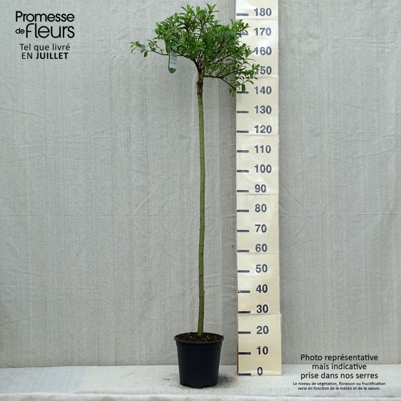Spécimen de Salix chaenomeloides Mount Aso - Saule japonais Pot de 6L/7L, Tige de 110 cm tel que livré en été