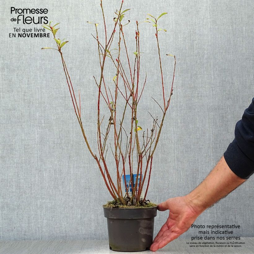 Spécimen de Salix chaenomeloides Mount Aso - Saule japonais Pot de 2L/3L tel que livré en automne