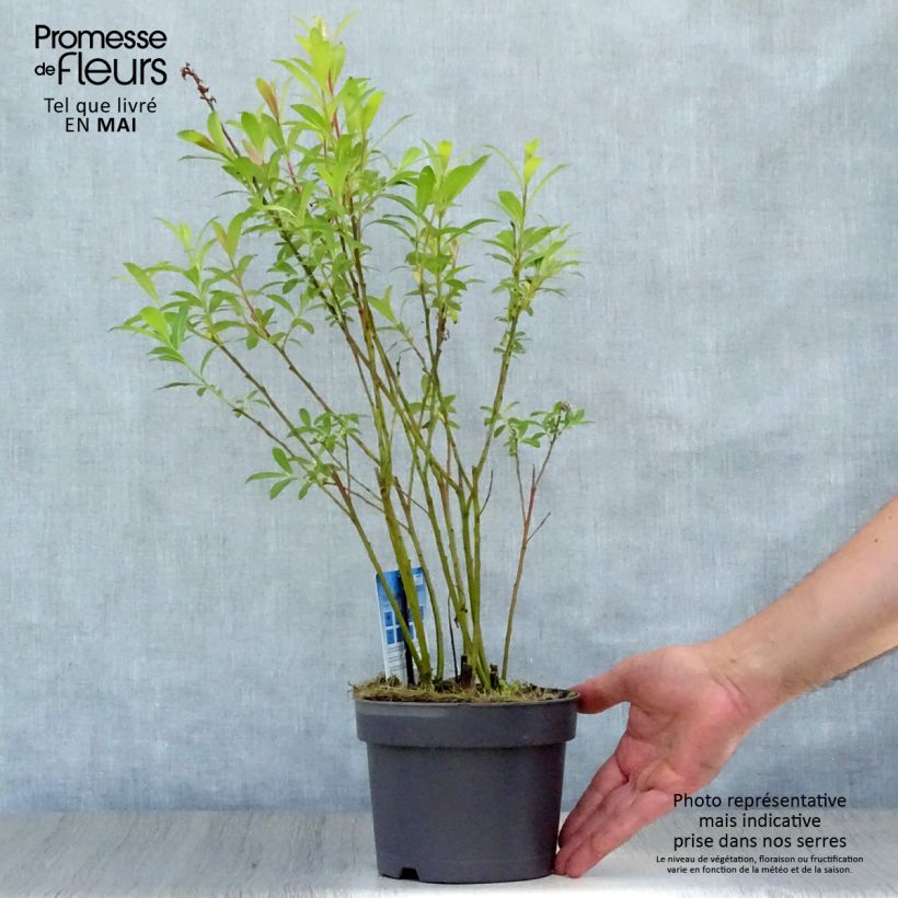 Spécimen de Salix chaenomeloides Mount Aso - Saule japonais Pot de 2L/3LHauteur livrée env. 30/40cm tel que livré au printemps