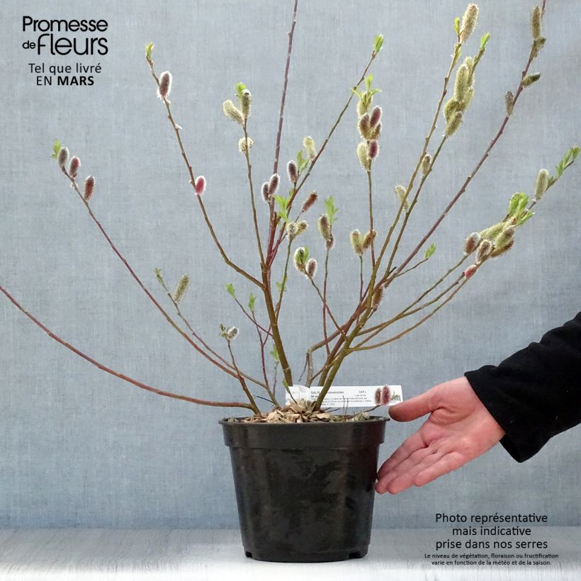 Spécimen de Salix chaenomeloides Mount Aso - Saule japonais Pot de 4L/5LHauteur livrée env. 60/80cm tel que livré au printemps