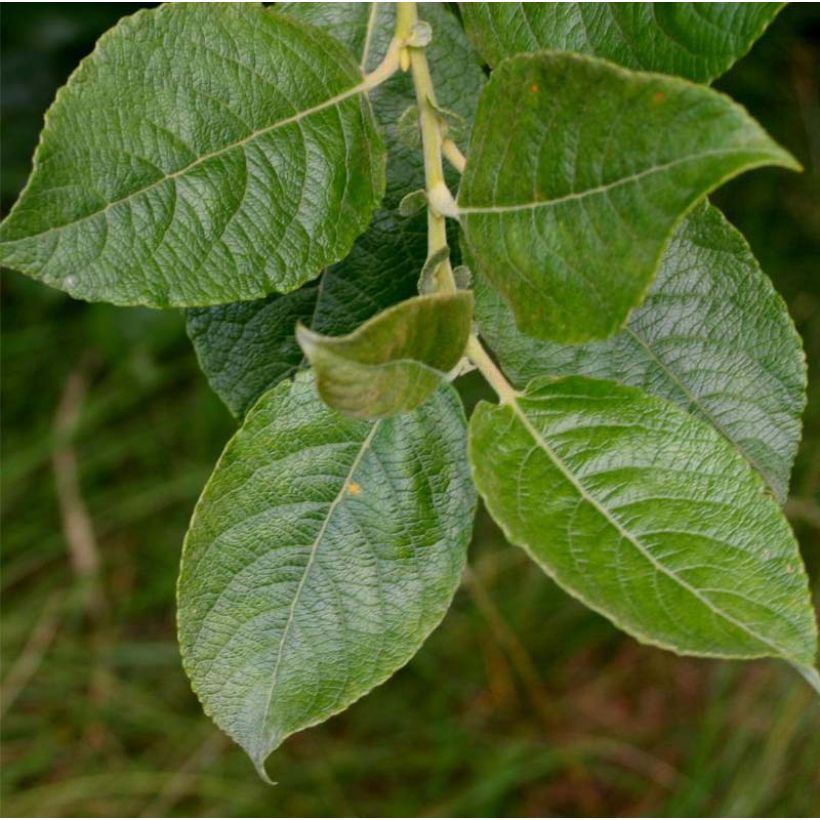 Salix cinerea - Saule cendré  (Feuillage)
