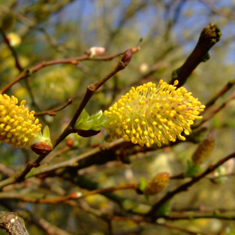 Salix cinerea - Saule cendré  (Floraison)