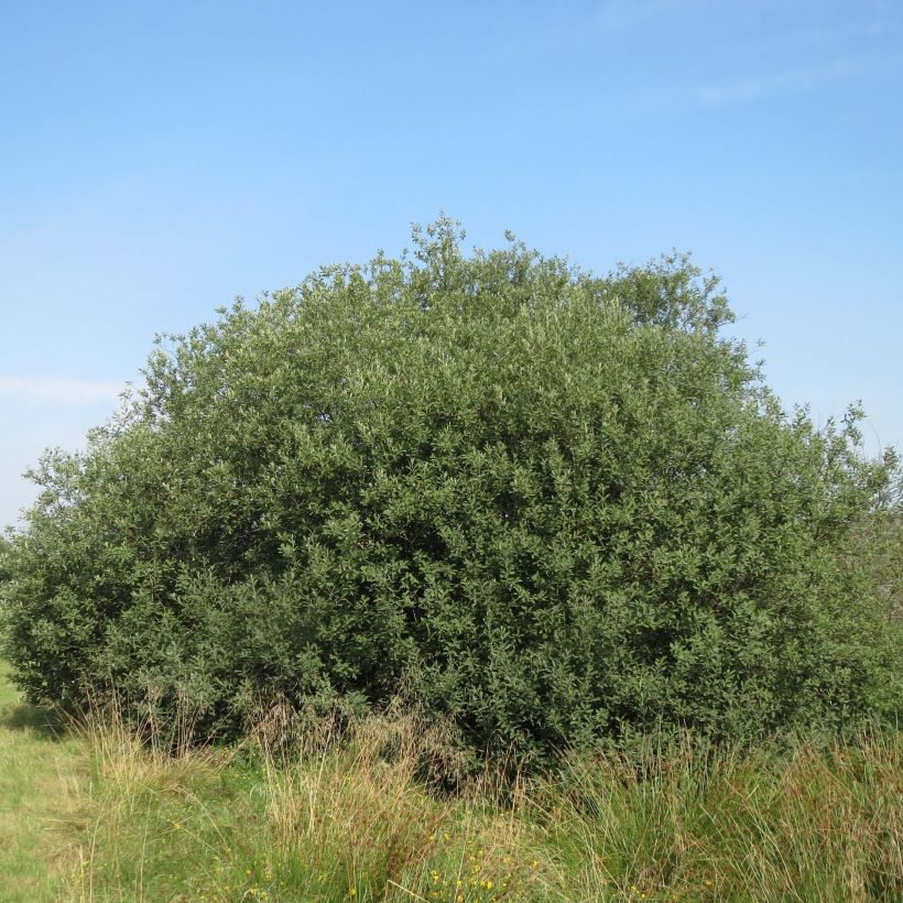 Salix cinerea - Saule cendré  (Port)