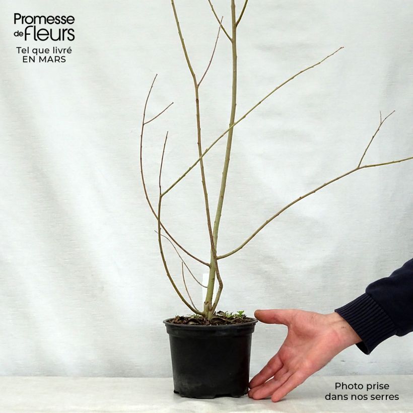 Spécimen de Salix cinerea - Saule cendré en pot de 2/3L tel que livré au printemps