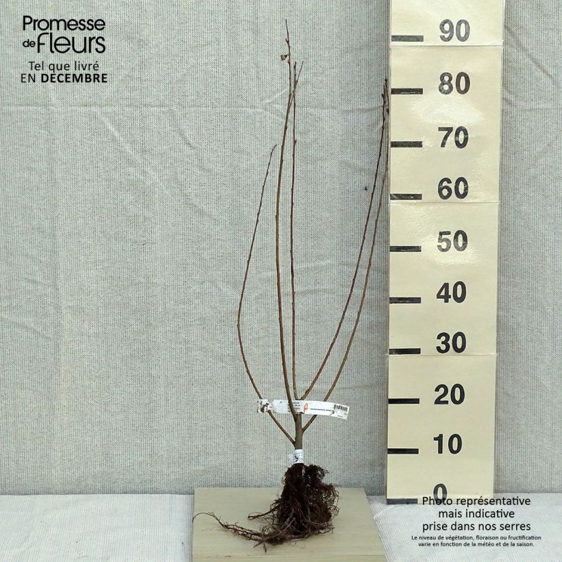 Spécimen de Salix cinerea - Saule cendré  tel que livré en hiver