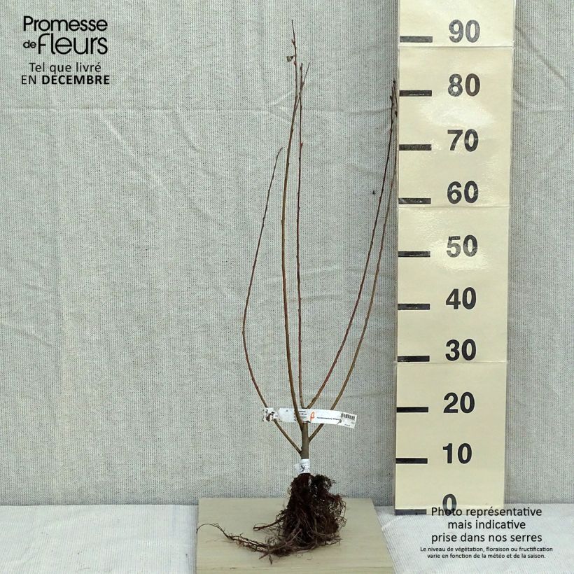 Spécimen de Salix cinerea - Saule cendré en racines nues 60/90cm tel que livré en hiver
