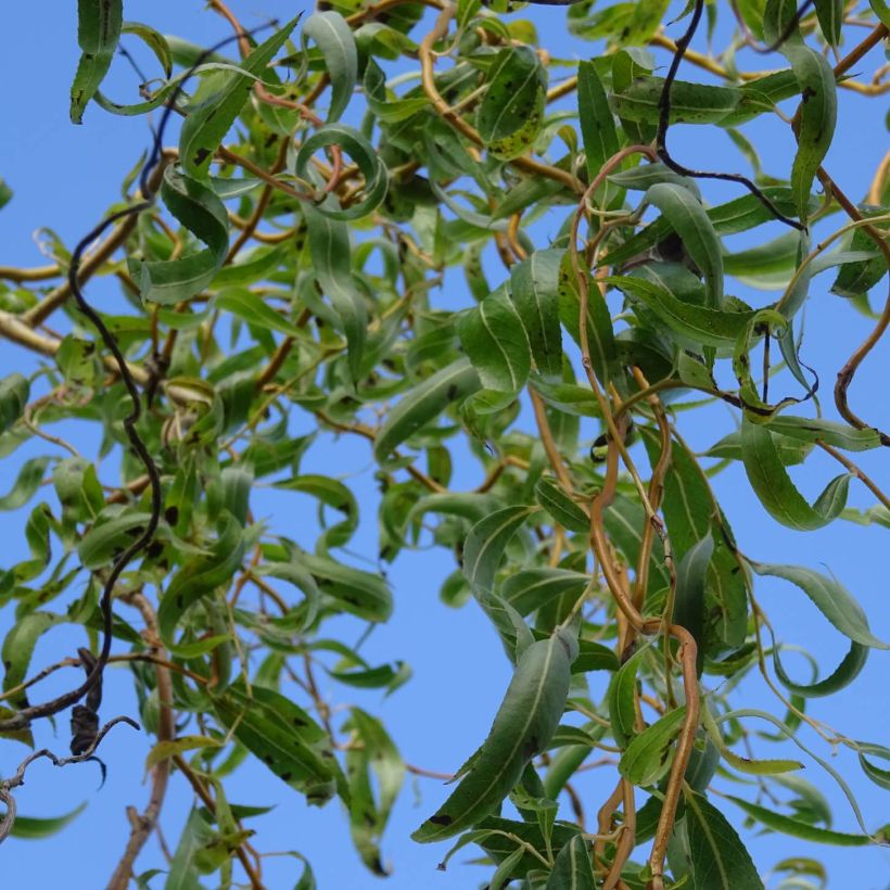 Salix erythroflexuosa - Saule tortueux (Feuillage)
