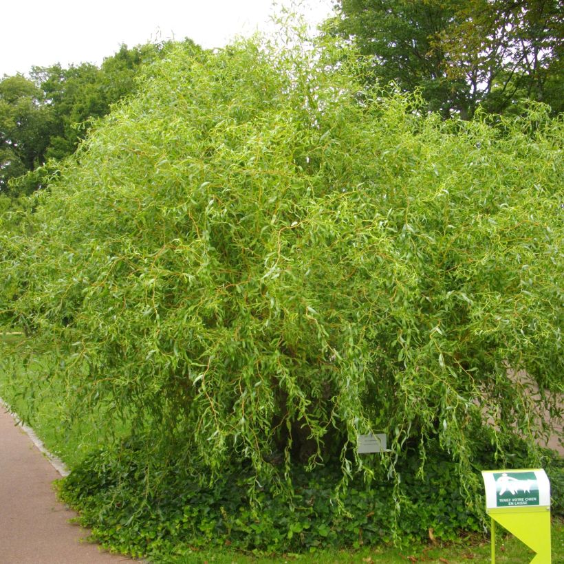Salix erythroflexuosa - Saule tortueux (Port)