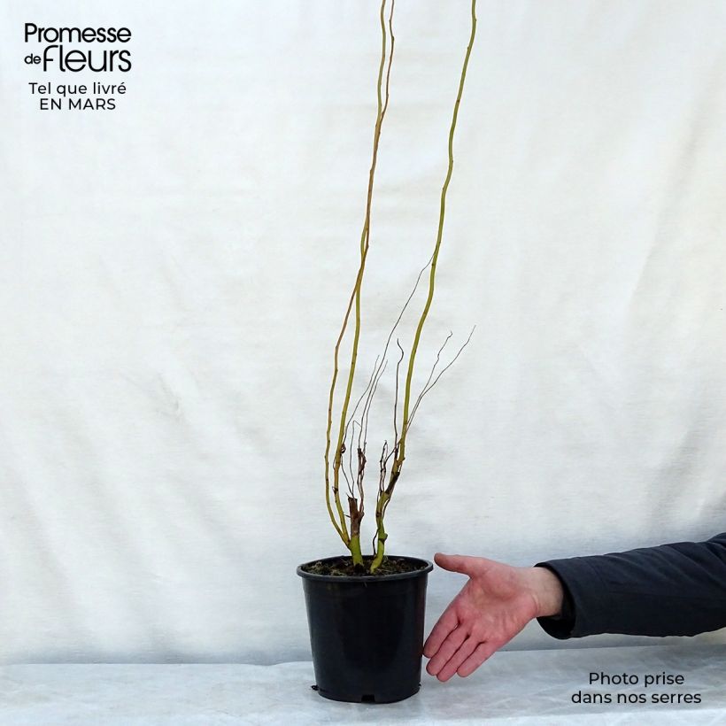 Spécimen de Salix erythroflexuosa - Saule tortueux Pot de 3L/4L tel que livré au printemps