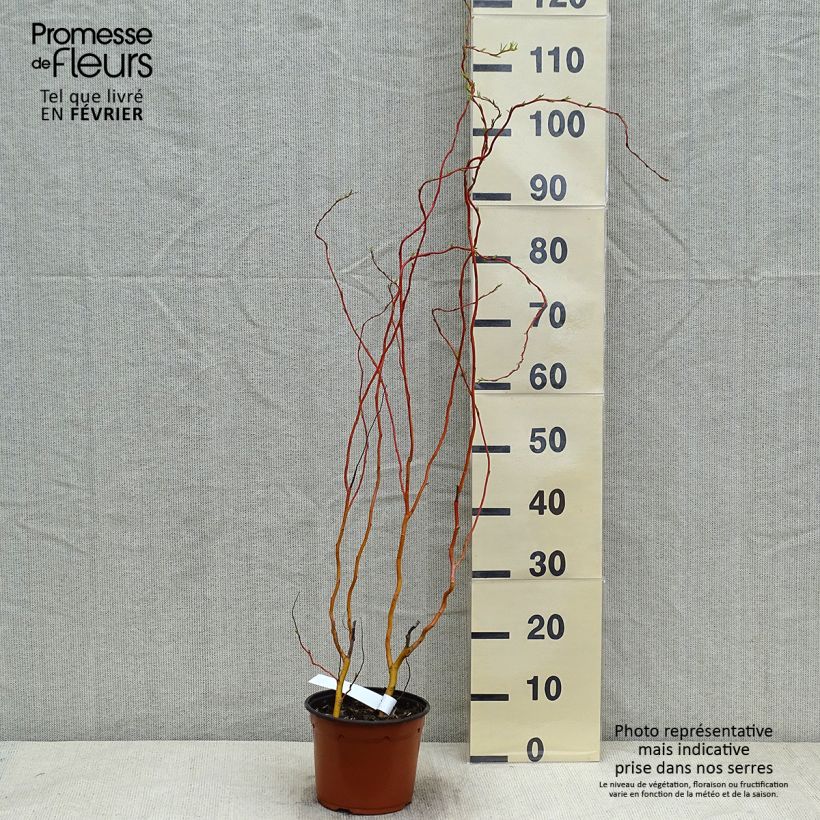 Spécimen de Salix erythroflexuosa - Saule tortueux tel que livré en hiver