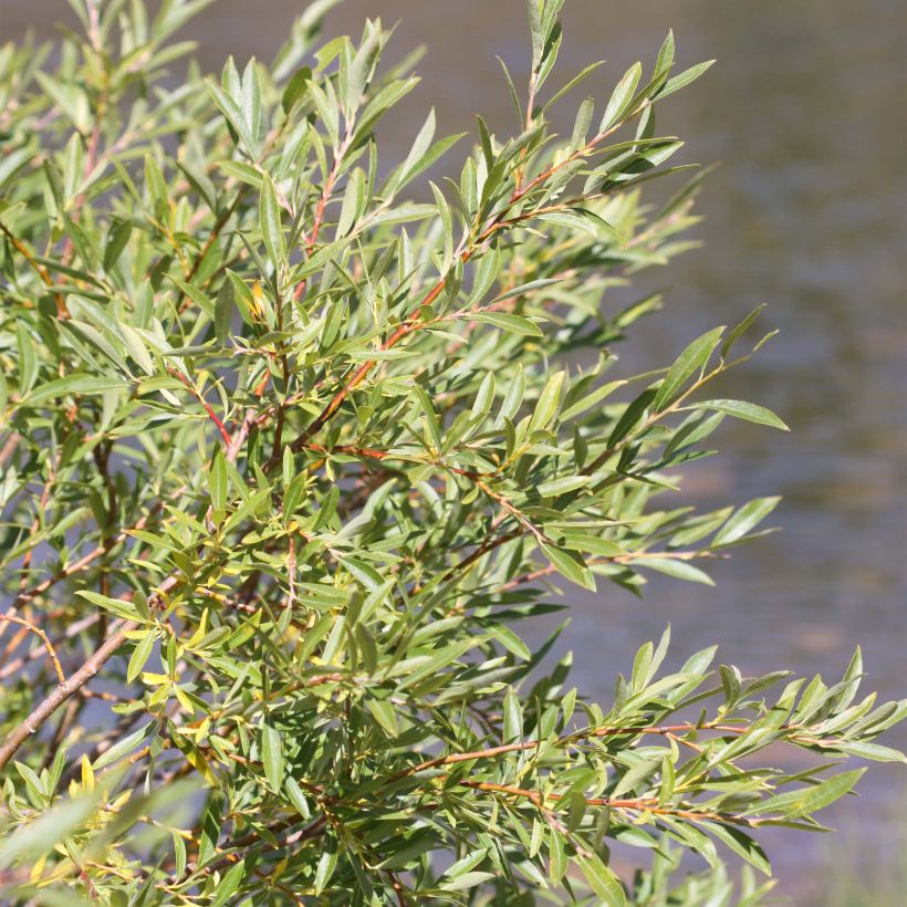Salix exigua - Saule des coyotes (Feuillage)